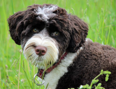 Addison’s disease causes vague signs of illness in dogs.