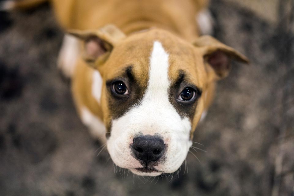 Learn the causes, signs, and treatment of concussions in dogs.