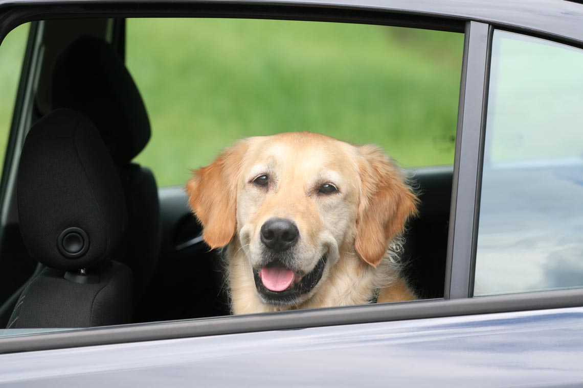 There are good and bad ways for dogs to ride in cars.