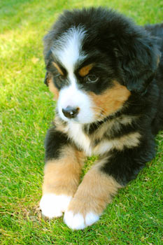 Burnese Mountain Dogs are one of several breeds at greater risk of OCD of the elbow than other breeds.