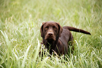 Foxtails can be deadly for dogs.