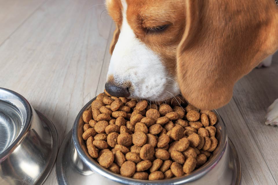 Grain free diets have been linked to DCM in dogs.
