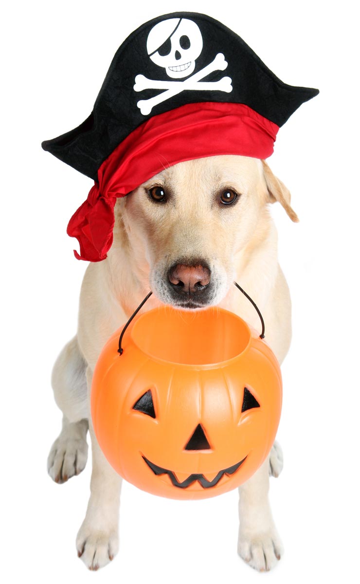 Make sure you and your dog are ready for Halloween.