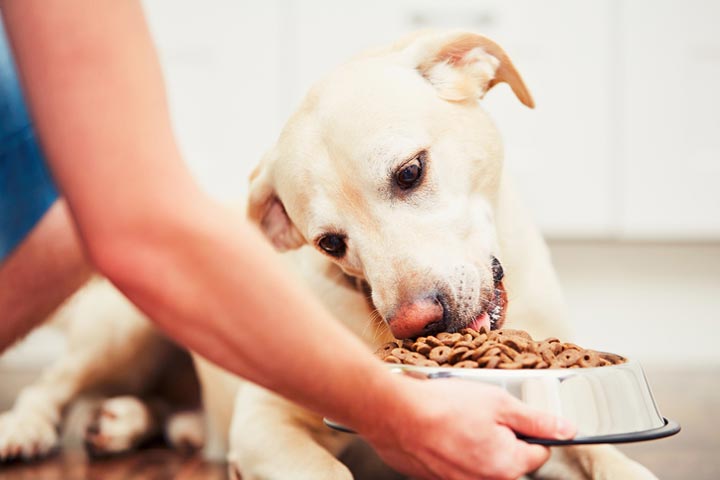 Is it enough for a dog’s dental health to provide only hard food?