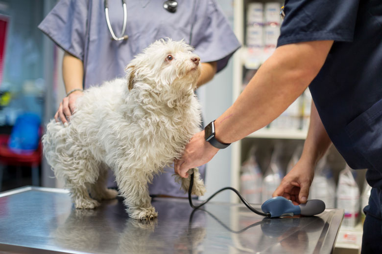 High blood pressure in dogs is serious.