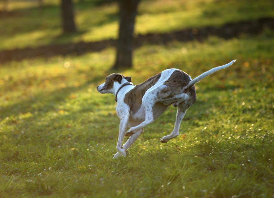 Learn how to keep a dog from chasing.