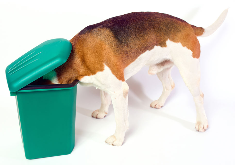 Tips for keeping your dog out of the trash.