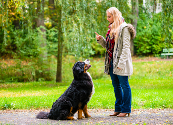 Learn how to teach a dog to stay.