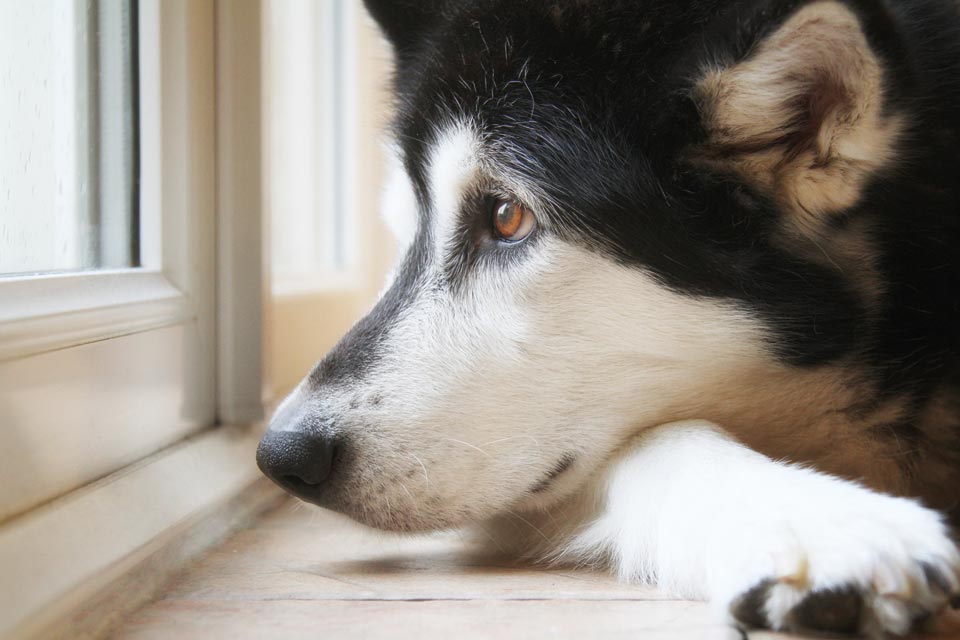 Learn the signs that your dog is bored.