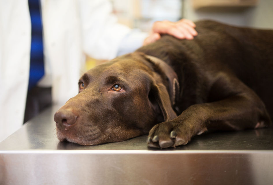 Learn about hypovolemic shock in dogs.