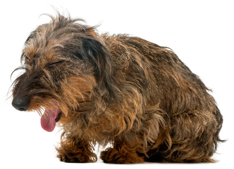 Kennel cough is a common infection in dogs.