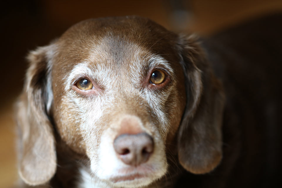 Learn when you need to be concerned a problem is more than normal dog aging.