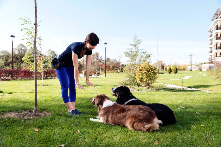 Learn about positive reinforcement for dog training.
