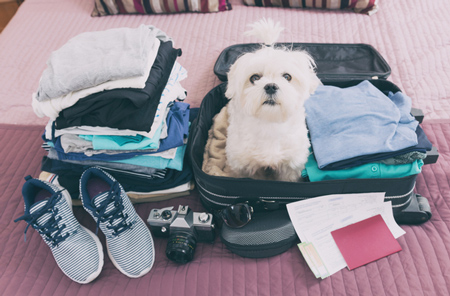 Sedating your dog for travel is probably unnecessary.
