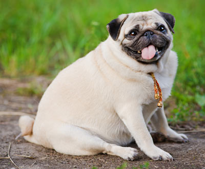 Some dog breeds become obese easier than others.