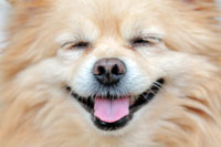 dog_nose