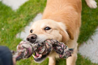 dog_tug_of_war