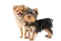 dog_adoption