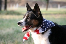 dog_flag_bandana