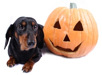 dog_halloween