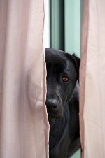 dog_hiding_behind_curtains