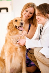 dog_vet_exam