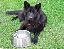 dog_water_bowl