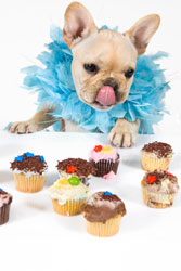 dog_xylitol_sweets