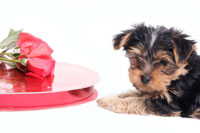 Why is chocolate bad for dogs? Dogs are sensitive to the chemicals in chocolate. Chocolate toxicity in dogs is a dangerous condition.