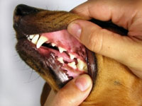 dog_teeth