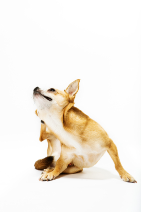 dog_scratching_fleas