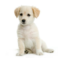puppy_neutering