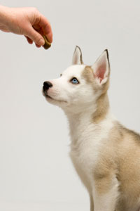 Learn the right way to use treats to train dogs.