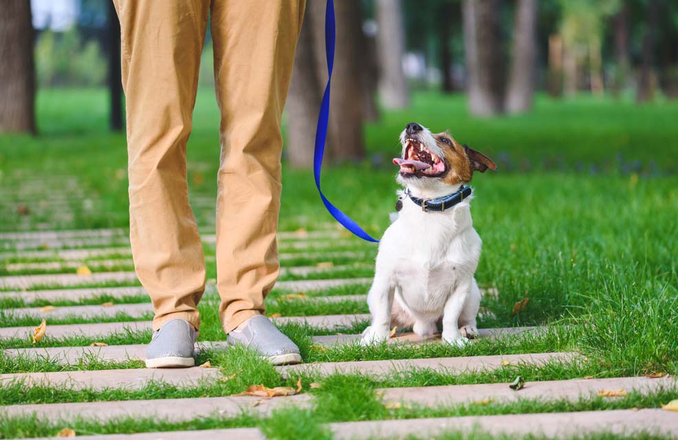 Learn about how to teach your dog to turn.