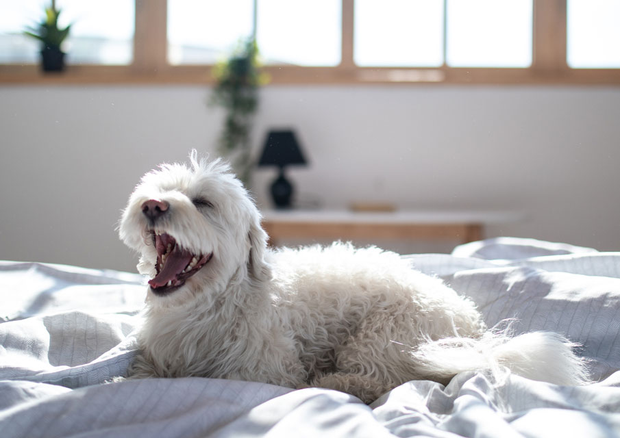 Learn some ways to avoid boredom in indoor dogs.