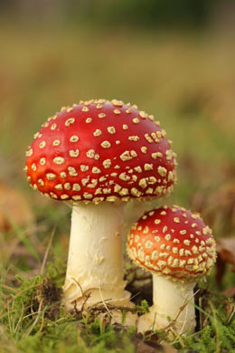 Mushrooms that contain isoxazole toxin cause vomiting, then neurologic signs of either hyper-excitement or depression