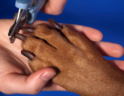 Step-by-step instructions for trimming a dog’s nails.