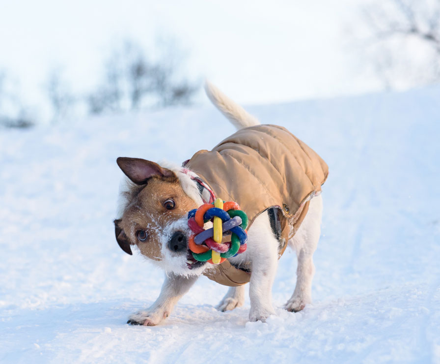 Learn why dogs grab and shake their toys hard.