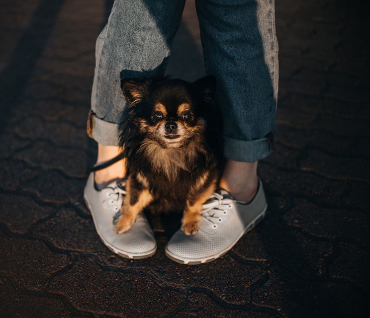 Learn why some dogs on leashes sit on their owners’ feet.