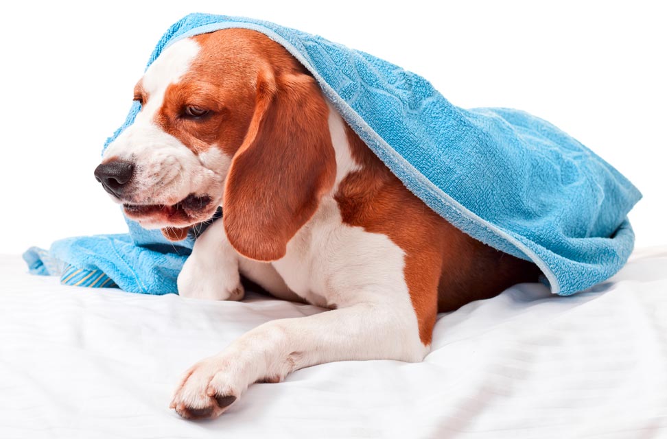 Dogs cough for a variety of reasons. Learn the common causes of coughing in dogs.