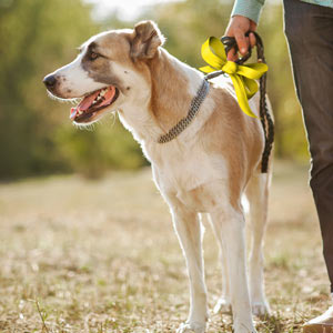 Dogs wearing yellow ribbons on their collars need space.