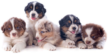There are many social benefits of multi-dog households. There are numerous benefits to having more than one dog.