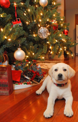 Dog sitting under a Christmas tree.