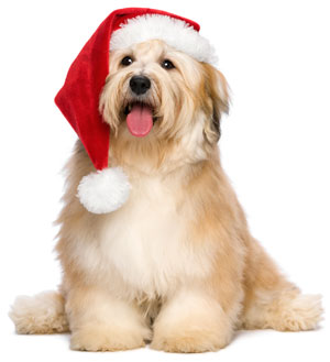 Preparing for the holidays should include considering your dog's needs.