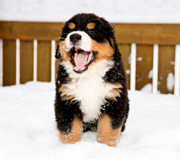 Dogs need warmth too. Make sure your dog can stay warm during the cold months