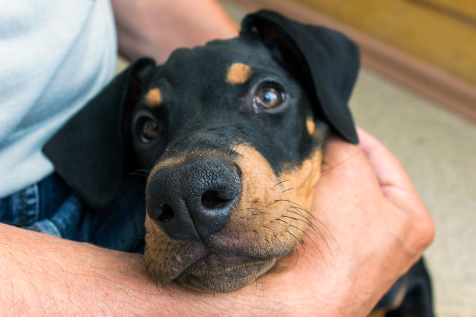 Learn about DIC in dogs. DIC is a cascade of blood clotting abnormality in dogs.