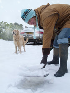 De-icers and antifreeze can be harmful to dogs. Dog in snow, potential danger from de-icer and antifreeze during the holidays.