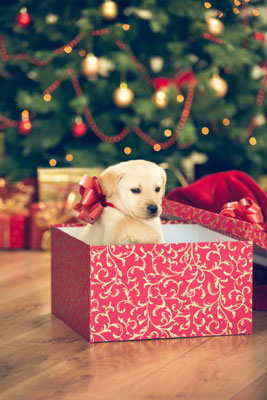 Holiday gifts under the tree can pose a potential threat to dogs and puppies. Puppy sitting in a gift box during Christmas. Dog Health.