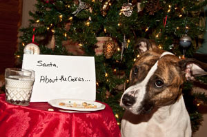 Dog stealing Santa's cookies.