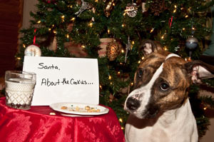 Many holiday foods pose a potential danger to your dog. Keep your dog safe from toxic foods. Dog stealing Santa's cookies.